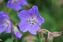 老鹳草尾,草甸 cranesbill,花