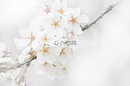 花開,花,白