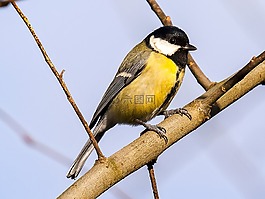 山雀,鳥,鳴鳥