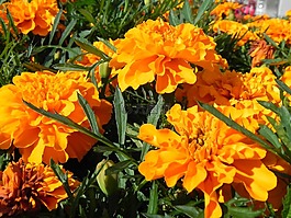 橙,鮮花,開花