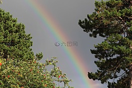 彩虹,自然,树