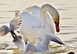 天鹅,海鸥,争端