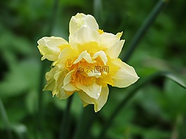 喇叭水仙,黃色,開(kāi)花