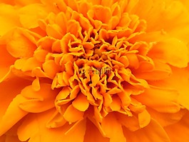 橙,花,開(kāi)花