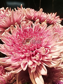 花,粉紅色,新鮮的花