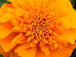 橙,花,開花
