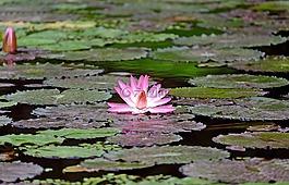 睡蓮,花,開(kāi)花