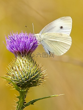 白,蝴蝶,薊