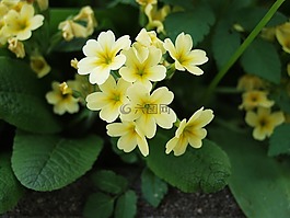 黃花九輪草,黃色,廠