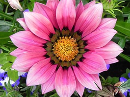 粉紅色,花,黃色