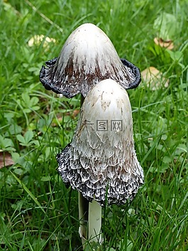 真菌,性質(zhì),林林下