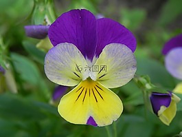 紫,黄色,花