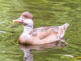 活塞鴨,鴨,鳥