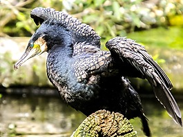 鸕鶿,鳥,水禽