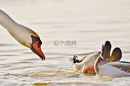 鴨,對,天鵝