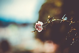 花,盛開,花瓣