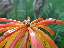 蝸牛,花,黃色