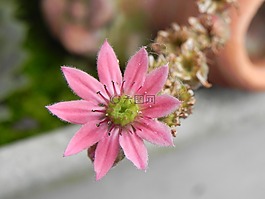 石頭作物,粉紅色,花