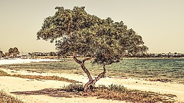 塞浦路斯,potamos liopetri,树