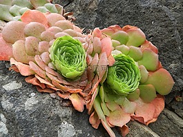 多肉植物,性質(zhì),植物區(qū)系