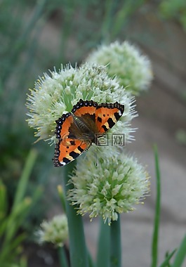 洋蔥,蝴蝶,花園
