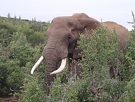 olifant,南afrika,野生