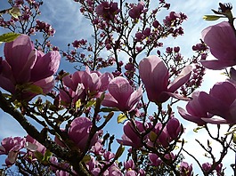 magniolia,鮮花,樹(shù)