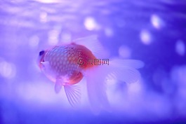 動物,魚,海洋