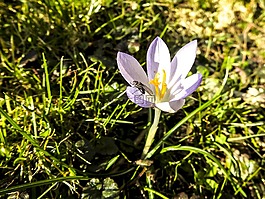 藏紅花,花,廠