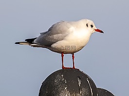 嘴鷗,海鷗,鳥