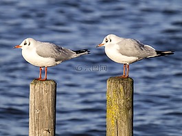 嘴鷗,海鷗,鳥