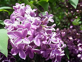 紫丁香,紫,關(guān)閉
