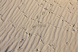 鸟,鸟曲目,沙滩