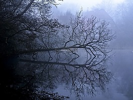 树,雾,水