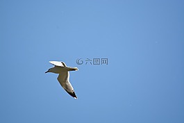 天空,鳥(niǎo)類(lèi),藍(lán)色