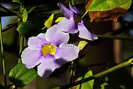 喇叭花,紫色的花,履帶板