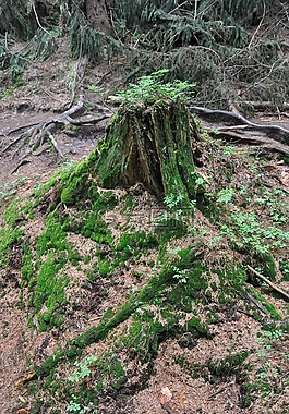 樹干,森林,苔