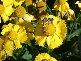 蜜蜂,花,黃色