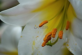 百合,白,花卉