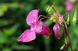 香脂,花,開(kāi)花