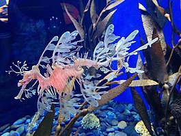 水族館,水,藍(lán)色