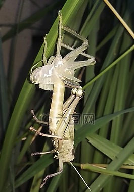 蝗蟲,脫落,昆蟲