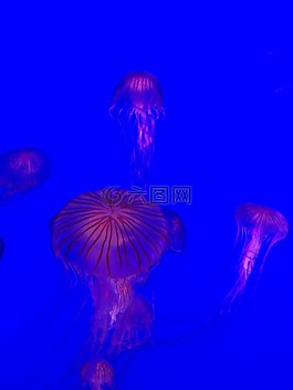 水族館,海蜇,水