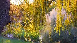 景觀,景區(qū),森林