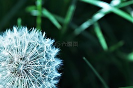 papapie,春天,性質(zhì)