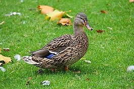 鴨,鳳凰公園,公園