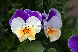 花,潘茜,關閉