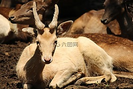 動物,角,動物園