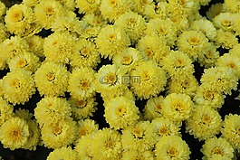 菊花,鲜花,黄色花