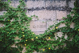 自然,植物,葡萄藤